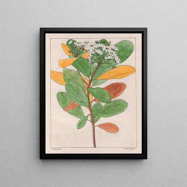 Drymys granatensis V. campestris - Auguste de Saint-Hilaire — gerahmtes Bild an der Wand