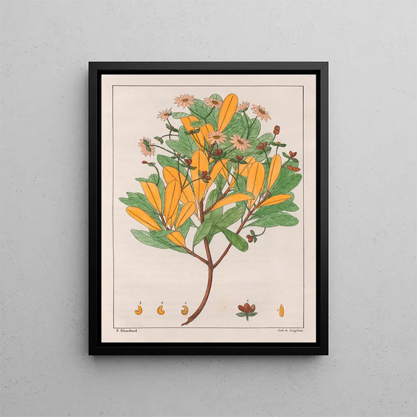 Drymys granatensis V. montana - Auguste de Saint-Hilaire — gerahmtes Bild an der Wand