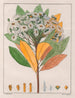 Drymys granatensis V. sylvatica - Auguste de Saint-Hilaire — Ansicht des Kunstwerks