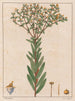 Euphorbia papillosa - Auguste de Saint-Hilaire — Ansicht des Kunstwerks