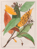 Gomphia hexasperma - Auguste de Saint-Hilaire — Ansicht des Kunstwerks