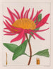 Gomphrena macrocephala - Auguste de Saint-Hilaire — Ansicht des Kunstwerks