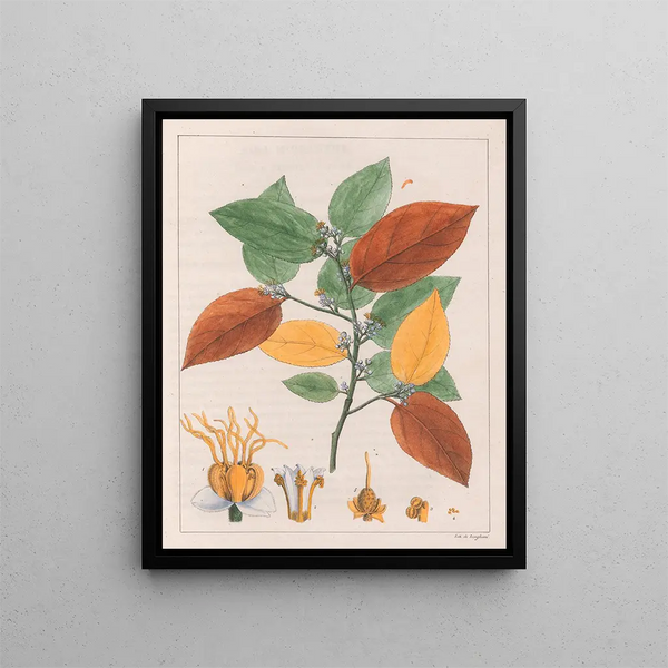 Variété Guazuma ulmifolia - Auguste de Saint-Hilaire — gerahmtes Bild an der Wand