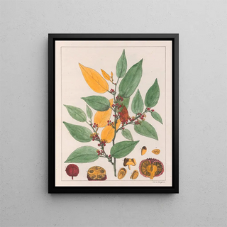 Auguste de SaintHilaire - Guazuma Ulmifolia.webp