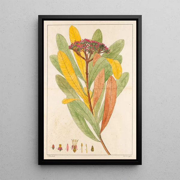Hortia Brasiliana - Auguste de Saint-Hilaire — gerahmtes Bild an der Wand