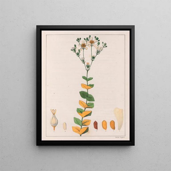 Hypericum connatus - Auguste de Saint-Hilaire — gerahmtes Bild an der Wand