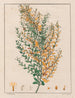 Ionidium parviflorum - Auguste de Saint-Hilaire — Ansicht des Kunstwerks