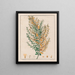 Ionidium parviflorum - Auguste de Saint-Hilaire — gerahmtes Bild an der Wand