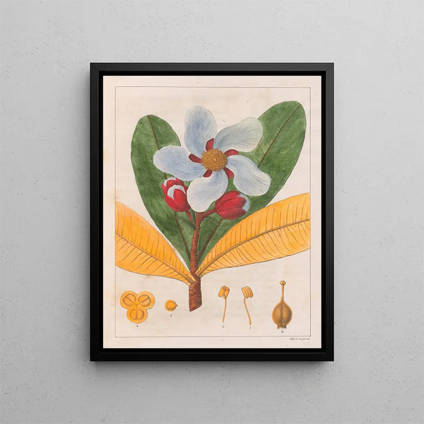 Kielmayera speciosa V.A. - Auguste de Saint-Hilaire — gerahmtes Bild an der Wand