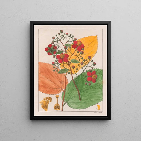 Luhea paniculata - Auguste de Saint-Hilaire — gerahmtes Bild an der Wand