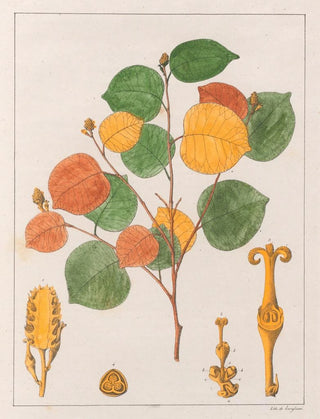 Auguste de SaintHilaire - Maprounea Brasiliensis.webp