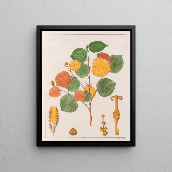 Prounea brasiliensis - Auguste de Saint-Hilaire — gerahmtes Bild an der Wand