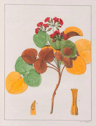 Auguste de SaintHilaire - Oxalis Cordata.webp