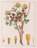 Oxalis fulva - Auguste de Saint-Hilaire — Ansicht des Kunstwerks