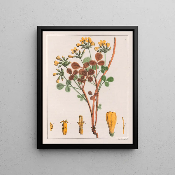 Oxalis fulva - Auguste de Saint-Hilaire — gerahmtes Bild an der Wand