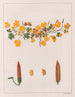 Oxalis repens - Auguste de Saint-Hilaire — Ansicht des Kunstwerks