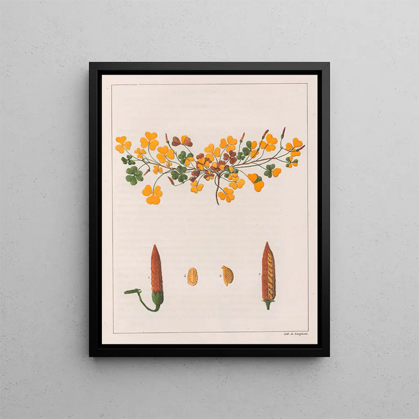 Oxalis repens - Auguste de Saint-Hilaire — gerahmtes Bild an der Wand
