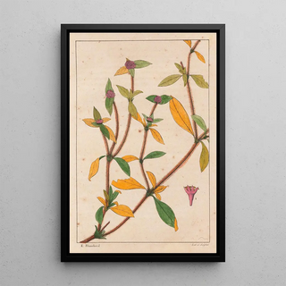 Auguste de SaintHilaire - Richardsonia Rosea.webp
