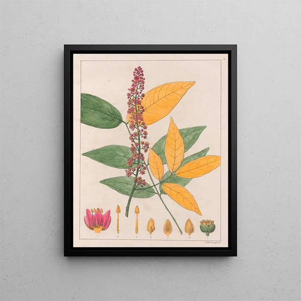 Sapindus esculentus - Auguste de Saint-Hilaire — gerahmtes Bild an der Wand