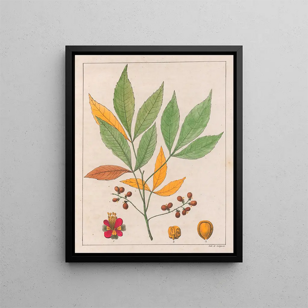 Schmidelia edulis - Auguste de Saint-Hilaire — gerahmtes Bild an der Wand