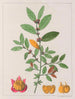 Sida carpinifolia - Auguste de Saint-Hilaire — Ansicht des Kunstwerks