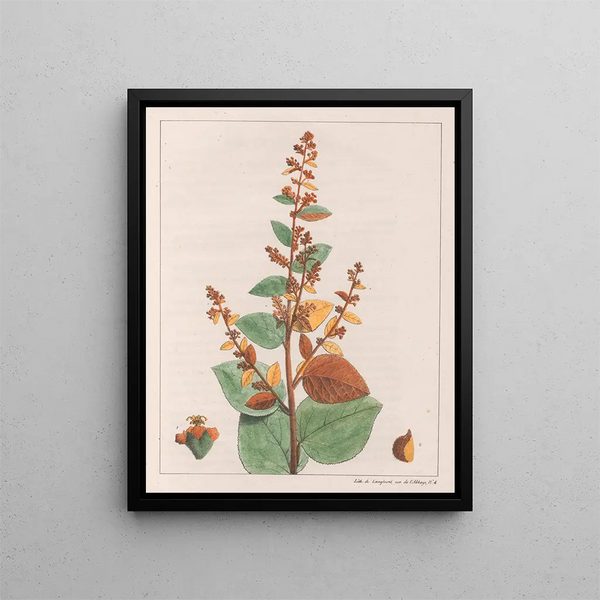 Comme micrantha - Auguste de Saint-Hilaire — gerahmtes Bild an der Wand