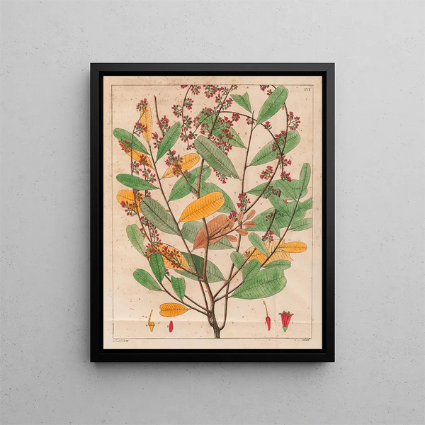 Simaruba versicolor - Auguste de Saint-Hilaire — gerahmtes Bild an der Wand
