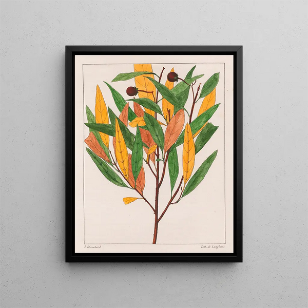 Solanus pseudoquina - Auguste de Saint-Hilaire — gerahmtes Bild an der Wand