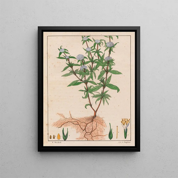 Spermacoce ferruginea - Auguste de Saint-Hilaire — gerahmtes Bild an der Wand