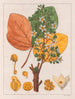 Chicha-Futtermalerei - Auguste de Saint-Hilaire — Ansicht des Kunstwerks