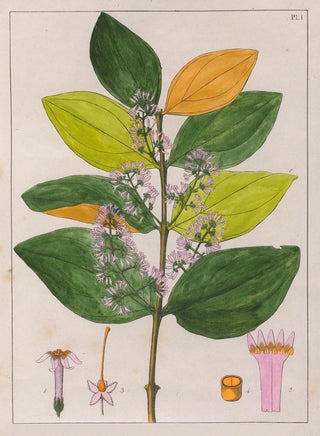 Auguste de SaintHilaire - Strychnos Pseudoquina.webp