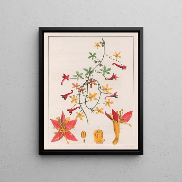 Tropaeolum pentaphyllum - Auguste de Saint-Hilaire — gerahmtes Bild an der Wand