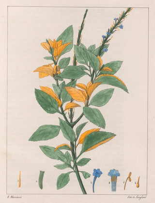 Auguste de SaintHilaire - Verbena Jamacensis.webp