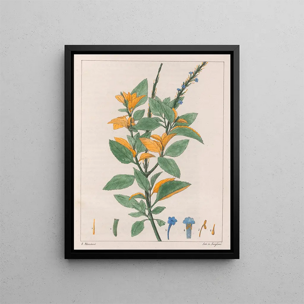 Verveine jamaïcaine - Auguste de Saint-Hilaire — gerahmtes Bild an der Wand
