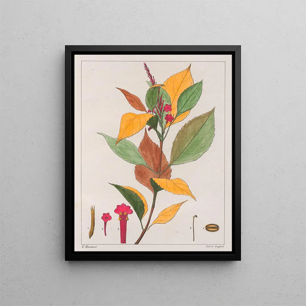 Verveine pseudogervao - Auguste de Saint-Hilaire — gerahmtes Bild an der Wand