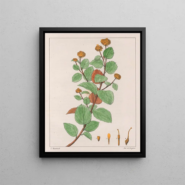 Waltheria dorée - Auguste de Saint-Hilaire — gerahmtes Bild an der Wand