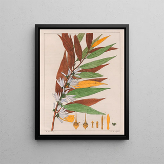 Auguste de SaintHilaire - Xylopia Sericea.webp