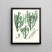 Araucaria Cunninghamii, Pin de Moreton Bay - Aylmer Bourke Lambert — gerahmtes Bild an der Wand