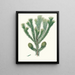Araucaria brasiliana, Pin des Brasiliens - Aylmer Bourke Lambert — gerahmtes Bild an der Wand