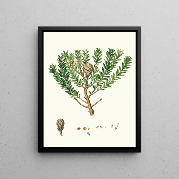 Dammara australis, Baum mit Harz aus Neuseeland oder Cowrie - Aylmer Bourke Lambert — gerahmtes Bild an der Wand