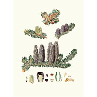 Aylmer Bourke Lambert - Pinus Balsamea Balm of Gilead fir.webp