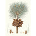 Reproduktion des Gemäldes Pinus brutia, Kiefern aus Kalabrien - Aylmer Bourke Lambert