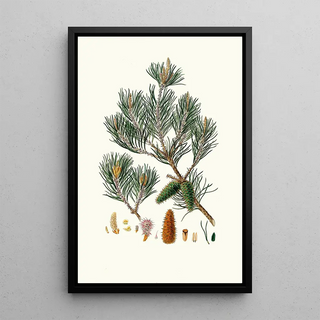 Aylmer Bourke Lambert - Pinus inops Jersey pine.webp