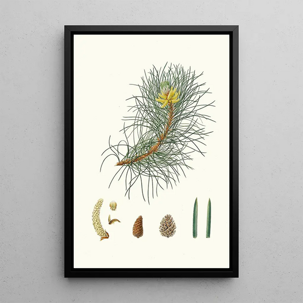 Pinus laricio, Kiefer von Korsika - Aylmer Bourke Lambert — gerahmtes Bild an der Wand