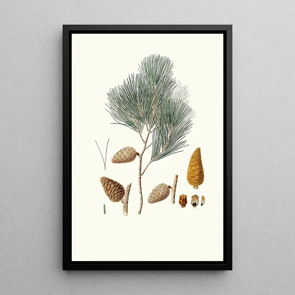 Pinus maritima, Kiefer am Meer - Aylmer Bourke Lambert — gerahmtes Bild an der Wand