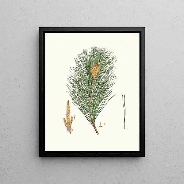 Pinus massoniana, indischer Kiefernbaum - Aylmer Bourke Lambert — gerahmtes Bild an der Wand