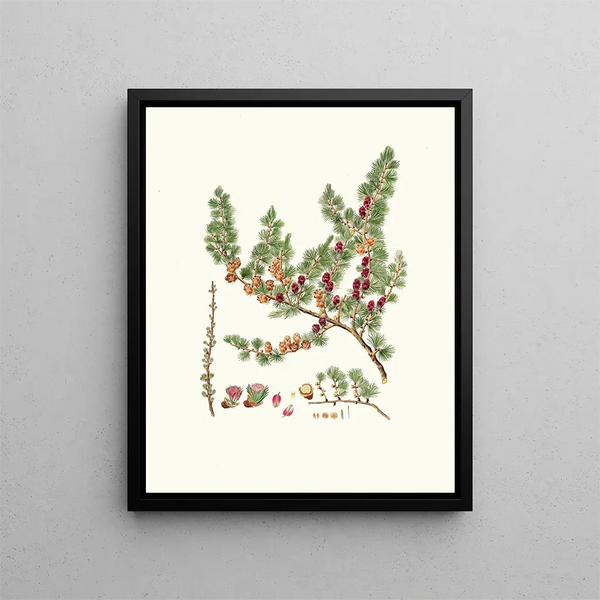 Pinus microcarpa, roter Lärchenbaum - Aylmer Bourke Lambert — gerahmtes Bild an der Wand