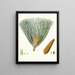 Pinus palustris - Aylmer Bourke Lambert — gerahmtes Bild an der Wand
