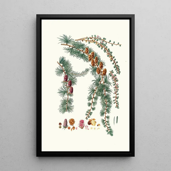 Pinus pendula Mélèze noir - Aylmer Bourke Lambert — gerahmtes Bild an der Wand