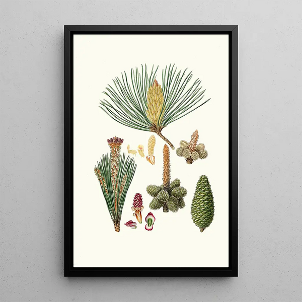 Pinus pinaster Pin maritime ou Pin en bouquet - Aylmer Bourke Lambert — gerahmtes Bild an der Wand